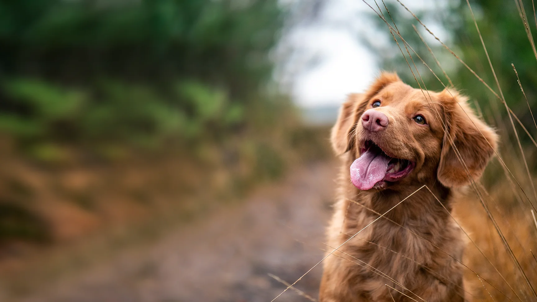 a happy golden retriever in the woods
