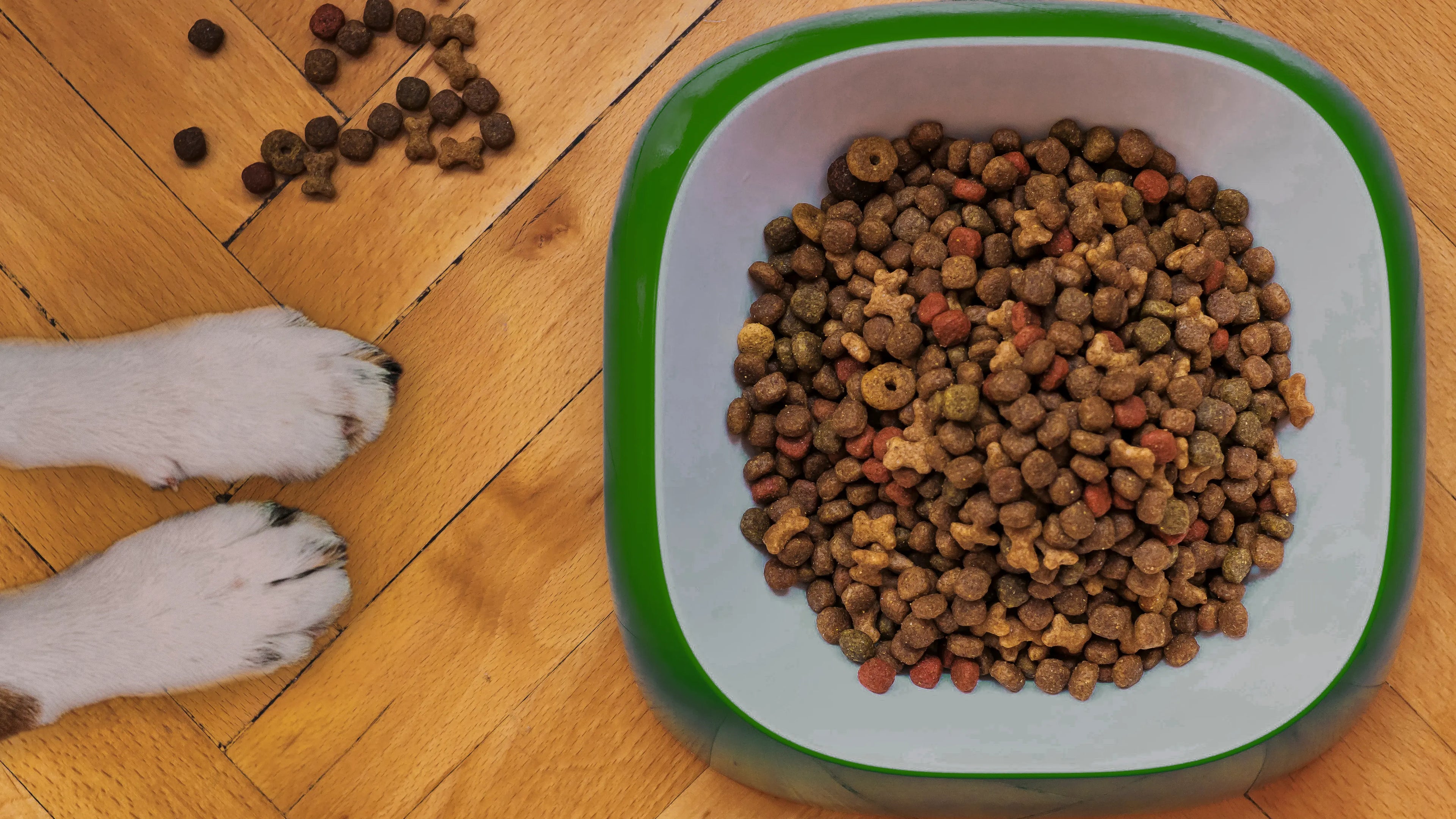 A bowl of dog kibble on the floor next to the paws of a dog with white fur
