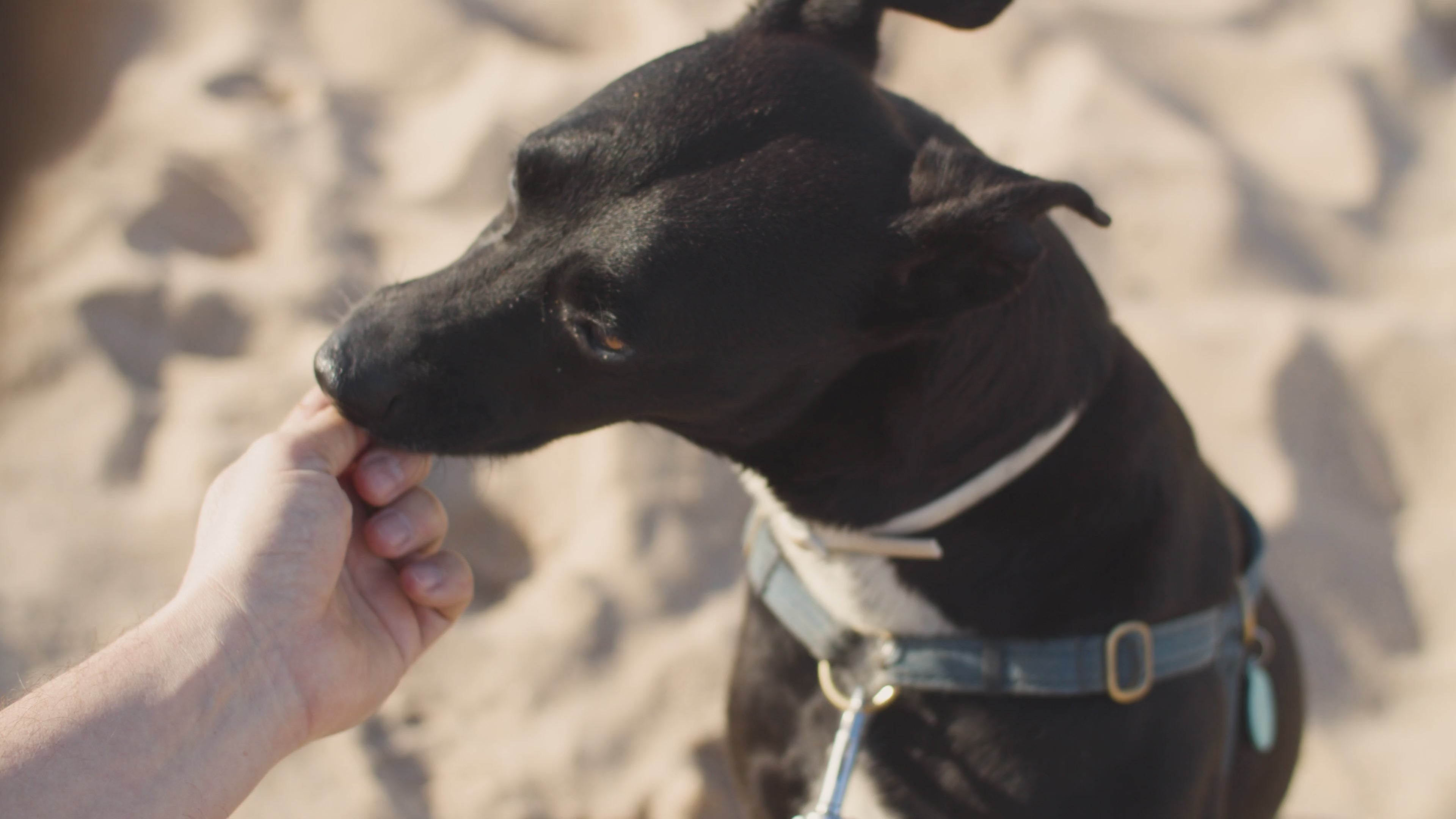 Load video: A cute happy dog with black short fur on the beach eating treats fed by hand