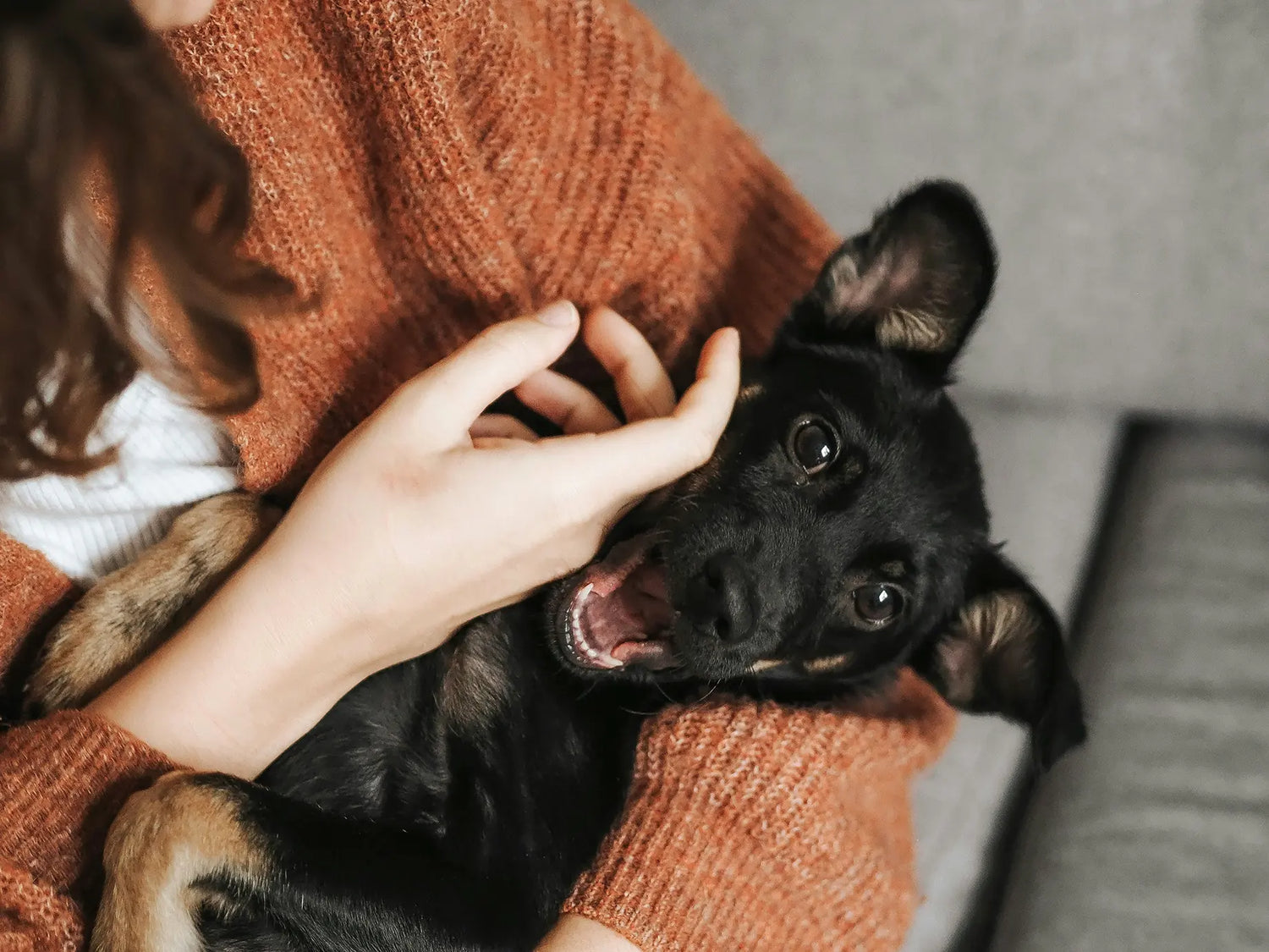 A cute puppy with black fur in the arms of a woman wearing a orange sweater